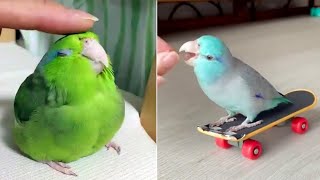 Smart And Funny Parrots Parrot Talking Videos Compilation (2024) - Cute Birds #12