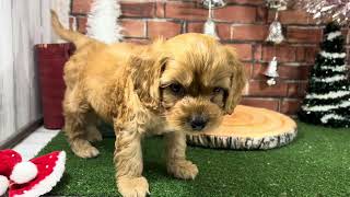 ハーフ犬の動画01