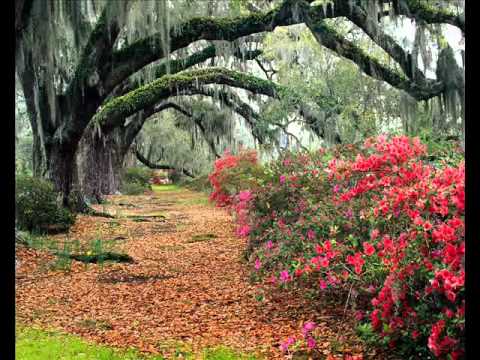 Nicu Chereji - Roada Duhului