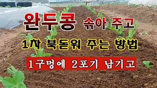 [텃밭농부 2,198]  완두콩 1구멍에 2포기 남기고 솎고. 1차 북돋워 주기! #완두콩재배