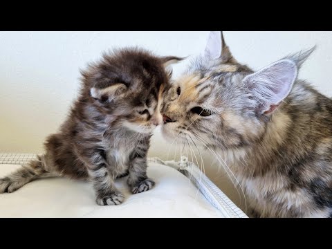 Big Sister Meets Her Kitten Siblings for the First Time!