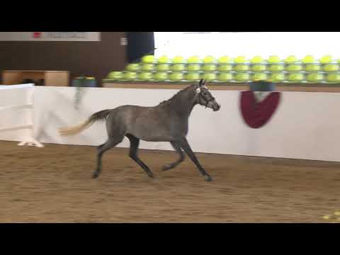 Freilaufwettbewerb Kopfnr. 7, Stute "Dschamila" v. Dschehim ox-Lancino de L