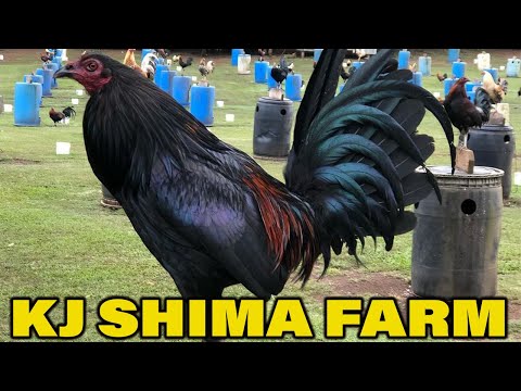 HAWAII Beautiful Black Birds Brownred Jap KJ SHIMA FARM