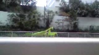 Mantis pray in Tokyo