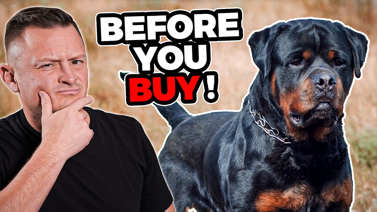 Is the Rottweiler Right For You?