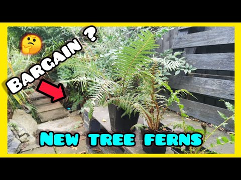 End of year bargains? 4 New RARE & Unique Tree Ferns 🌴  from Jungle In a Box & The Palm Tree Company