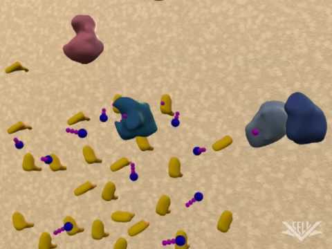 胰島素Signalling (Insulin Signaling (Signal Pathways))