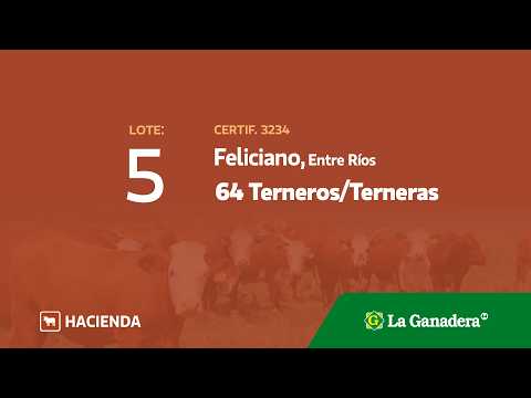Lote Terneros/Terneras Feliciano
