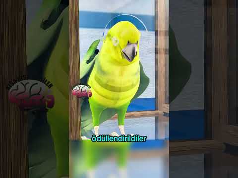 papağanlara eşitlik deneyi!!