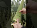 Modern Aloe Vera Agriculture Aloe Vera Farming Aloe Vera Harvesting Processing Of Aloe Vera Gel