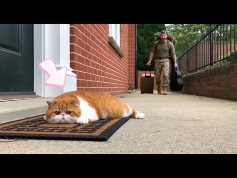 🐈 🥰🥰 Soldier Dad's Return After Years, Cats Jump for Joy! #cat
