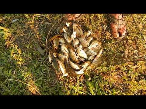 Balta Lesu Draganesti Vlasca  Carasi by Marius