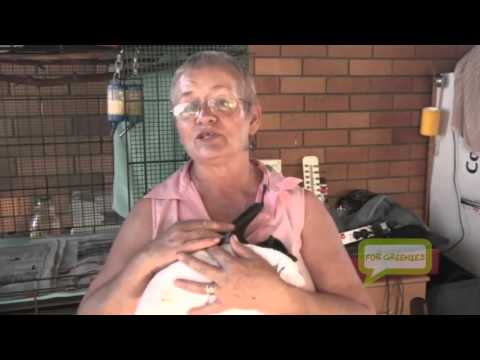 Flying Fox Fruit Bat Recovery After Netting Incident HD