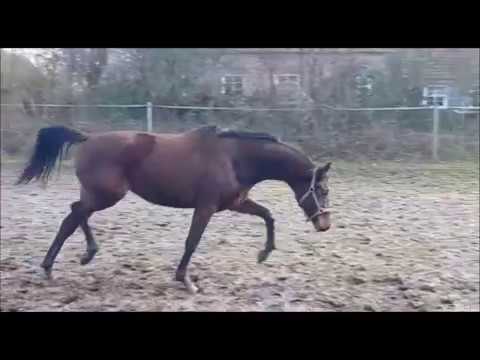 Quantana Dance v. Quantensprung - Sir Donnerhall