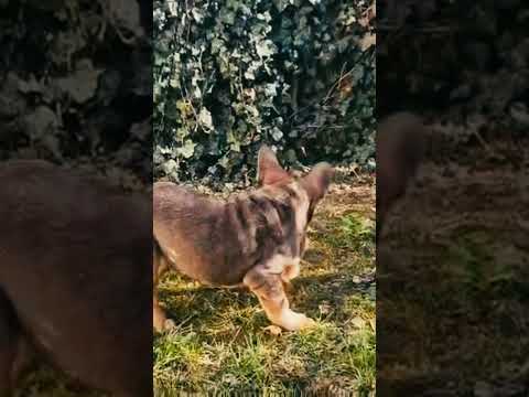 Perros Bulldog Francés en venta