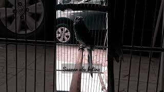 Download lagu suara saeran abu betina mp3