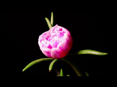[4K] Blooming Flowers Time Lapse with relaxing Piano Music