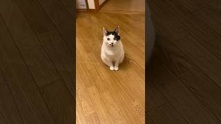 物思いに耽る猫