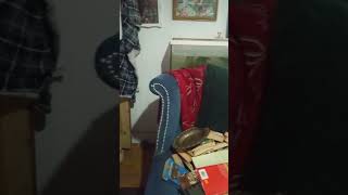 Cheap DIY Living Room Makeover PART 2 Dark Academia style Painting Walls & Skirting #decorating