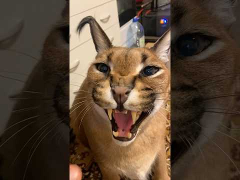 Never Ragebait Your BobCat 😂 #cats #funny #cuteanimals #instareels