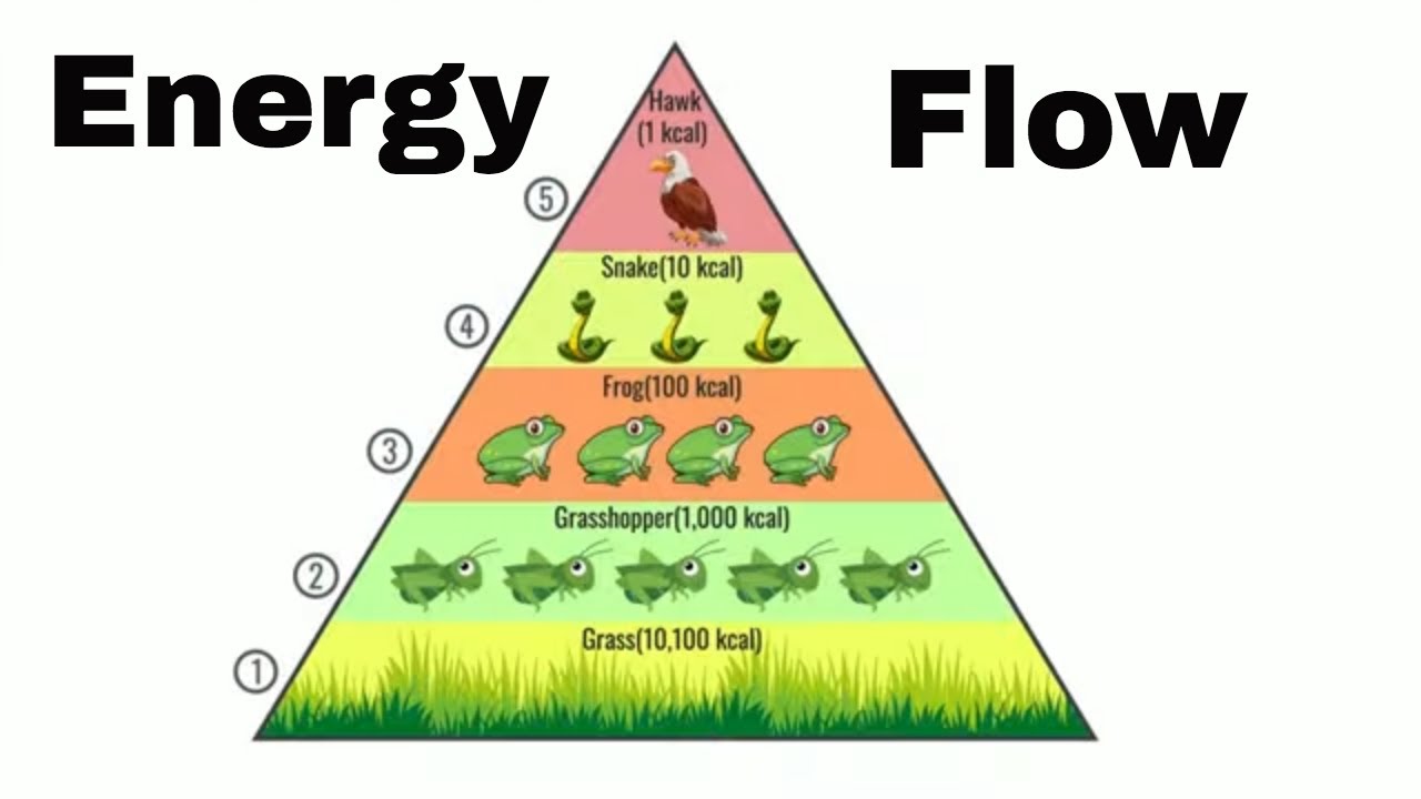 What is the stage of energy flow in an ecosystem? – Tipseri