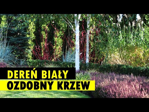 Dereń biały - OZDOBNY KRZEW, który bardzo polecamy