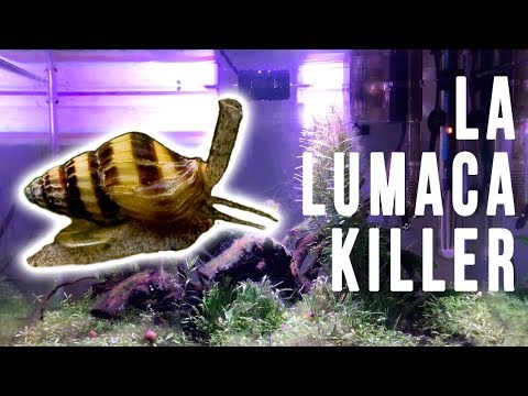 Siccome gli ascarid strisciano occhiate Il calla su un lyambliya per comprare lanalisi