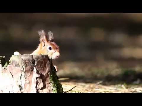 Formby Red Squirrels