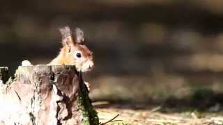 Formby Red Squirrels