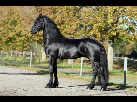 KFPS stamboekhengst Gosse 526