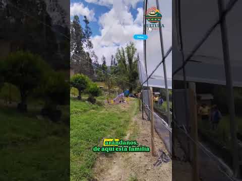 Arándanos en Socha Boyacá #boyacacolombia #campo #naturaleza