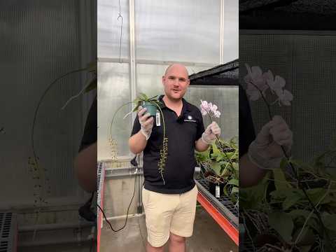 Horticulturist is showing off two stunning Phalaenopsis species from our collection! #Orchid