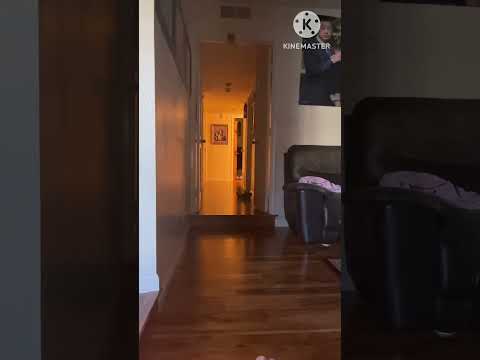 Penguin Vs Shark Vs Mr. Dinosaur. Who can throw themselves the farthest?