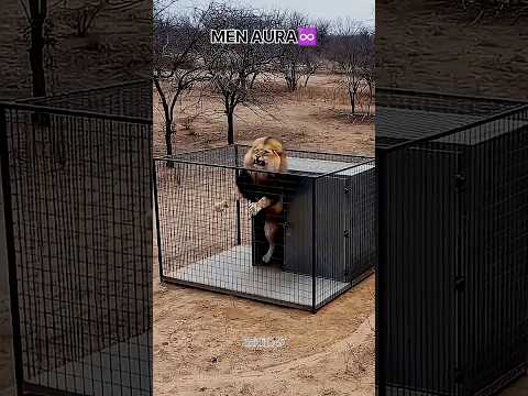 “Lion trapped 😳 Wait for the twist… #shorts #lion #wildlife” #usa