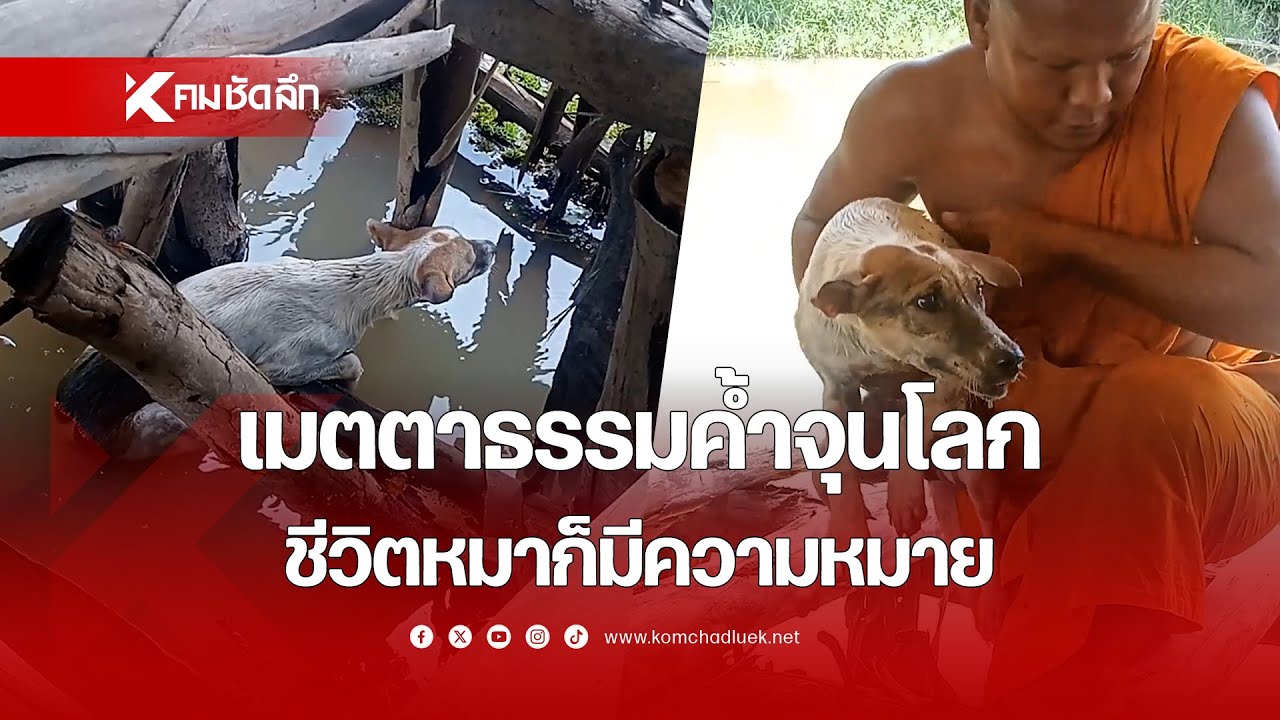 เมตตาธรรมค้ำจุนโลก ชีวิตหมาก็มีความหมาย