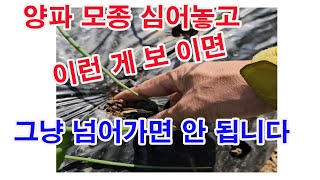 양파 모종 심어놓고 이런 게 보이면 그냥 넘어가면 안 됩니다.(양파 재배, 양파 심기, 양파 모종 심기, 양…
