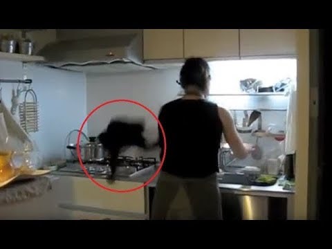Quand tu cuisines... (fails, surprises, ridicule)