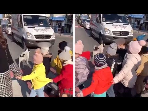 Dog Helps Group Of Children Cross Road