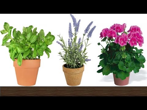 image-What plants deter mosquitoes and flies?What plants deter mosquitoes and flies?