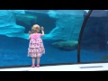 Polar Bear Detroit Zoo Having Fun