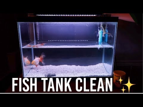 How I Clean My Goldfish Tank