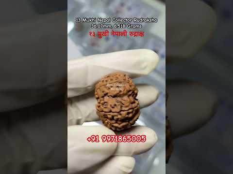 13 Mukhi Nepali Rudraksha