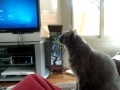 Gray Cat Hisses At U Control Mini Helicopter