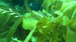 Giant kelp fish at Catalina