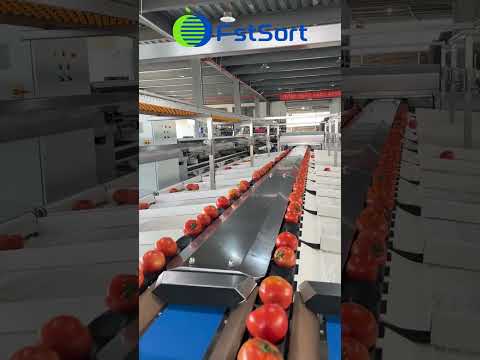 Industrial tomato sorting machine,grading equipment for fruits and  vegetables,tomato sorter