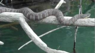 preview picture of video 'Canoeing Past a Large Basking Northern Water Snake'