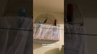 70 dias de vida 