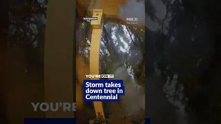 Tree crashes into Centennial home