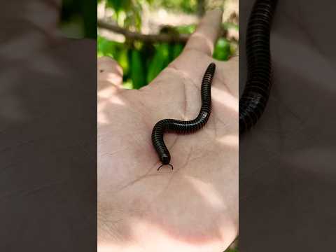 HORROR! Red Millipede - short video #snailhunter