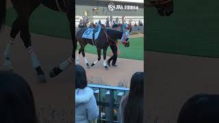 京都競馬場3レースパドック